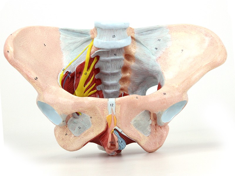 Órgãos da pelve feminina relacionados à dor pélvica